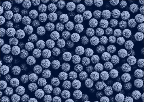 “好磁珠，东纳造” ——打造IVD化学发光“中国芯”